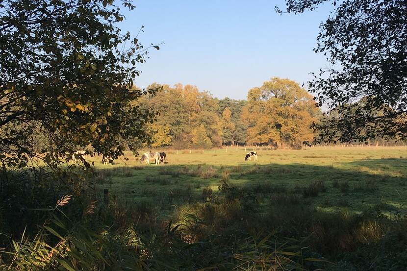 Weiland in de achterhoek