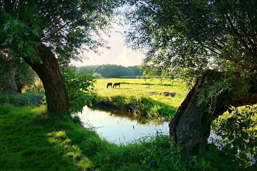 Afbeelding van bomen en gras