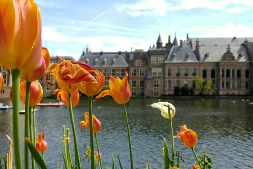 Foto van tulpen bij het Binnenhof