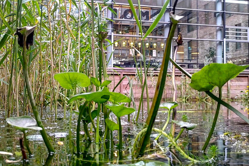 Waterplanten