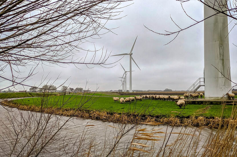 Nederlands weiland met schapen en windmolen