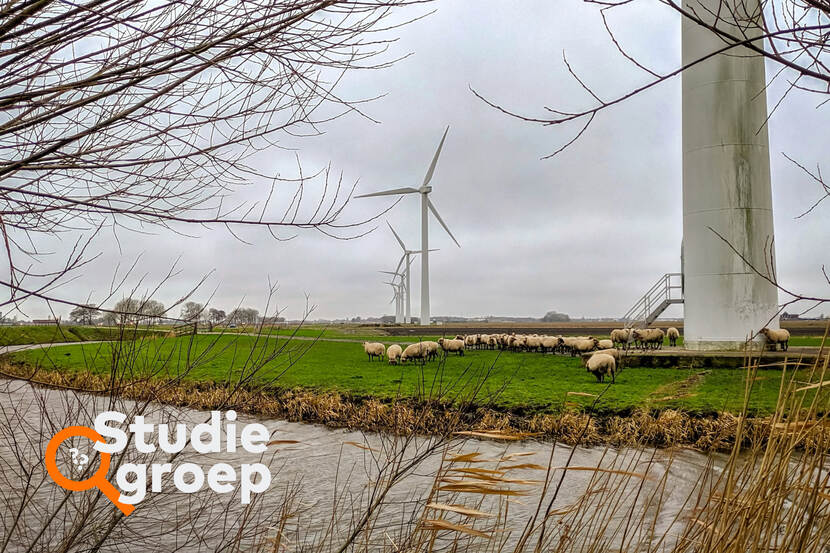 Een hollands weiland met een windmolen