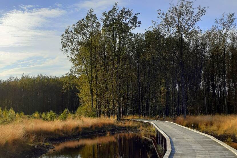 Bosrijke omgeving met water en een bruggetje