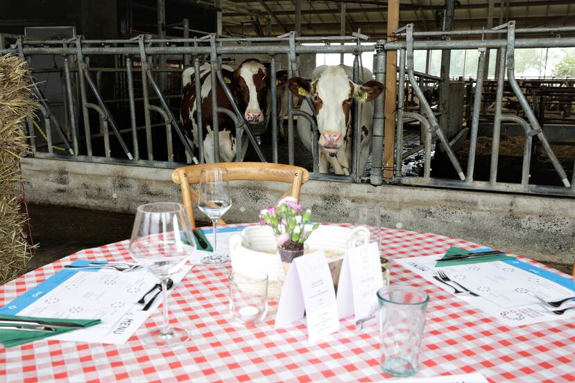 Een foto van een gedekte tafel in een stal. Twee koeien steken hun kop uit het hek achter het tafeltje.