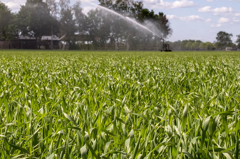 Een sproeier besproeit een groen veld met gewassen