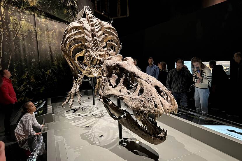 Een skelet van een Tyranosaurus Rex
