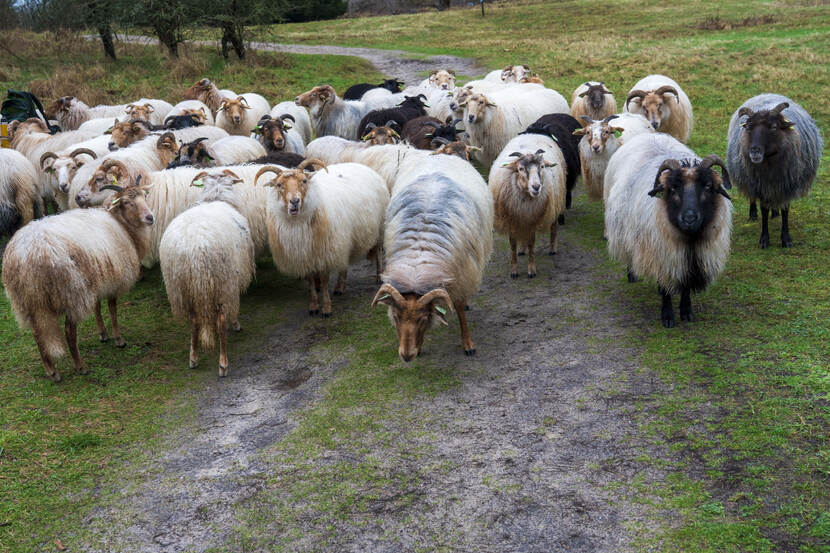 Schaapskudde in natuurgebied Meijendel