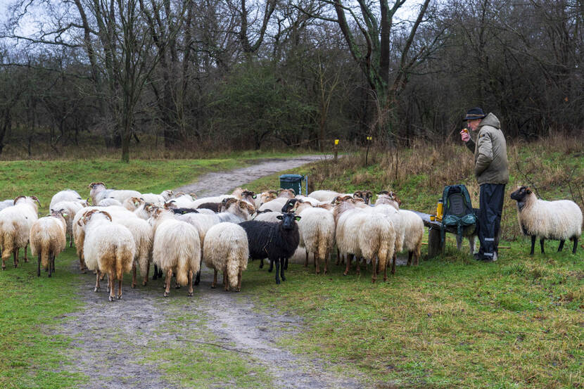 Schaapskudde in natuurgebied Meijendel