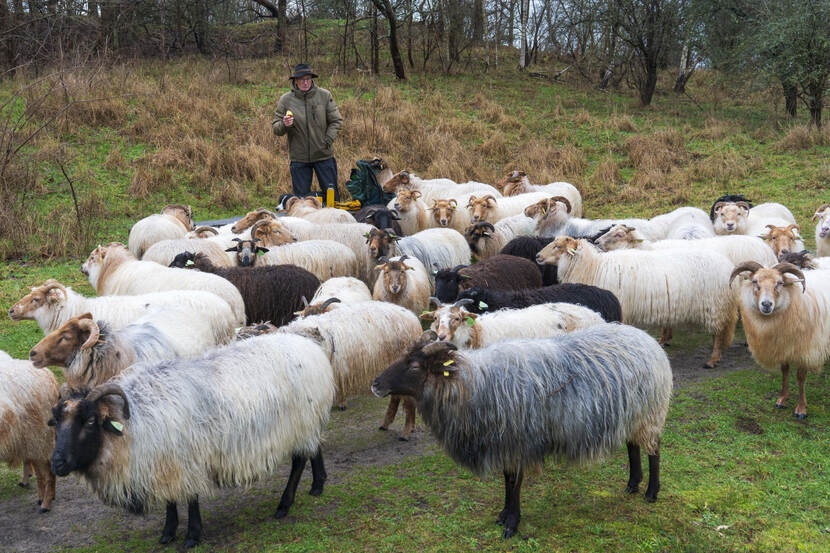 Schaapskudde in natuurgebied Meijendel