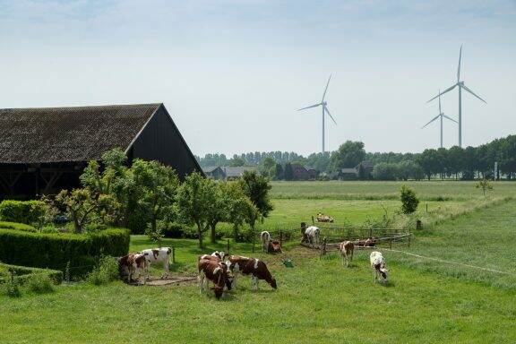 Boerderij met koeien en weiland