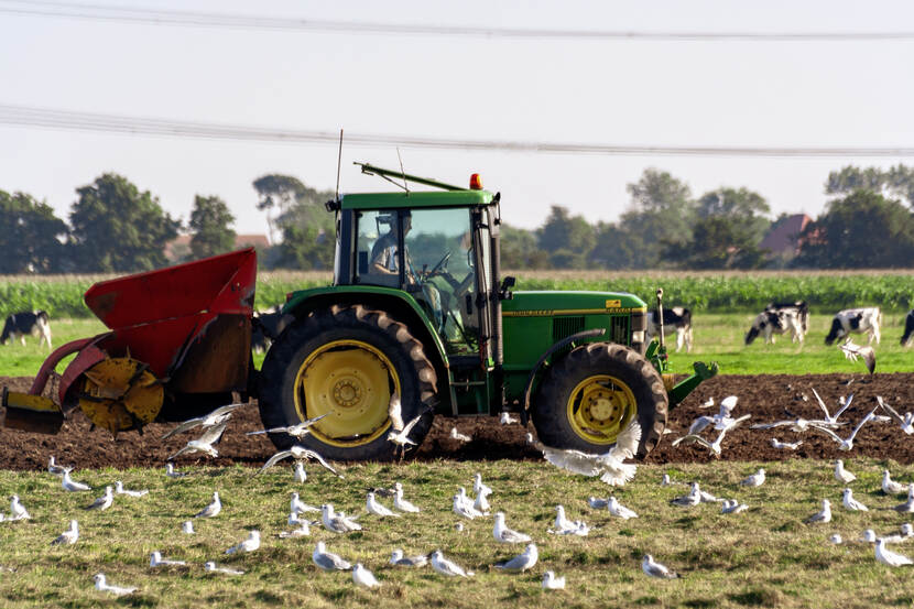 Tractor rijdt tussen meeuwen